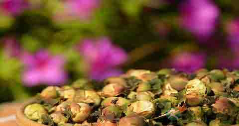 雪莲花茶的吃法_哪些人不能吃雪莲花茶