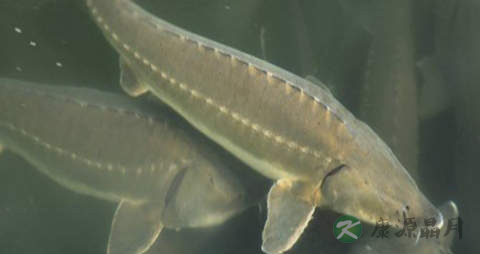 金鳇鱼的营养价值_吃金鳇鱼的好处