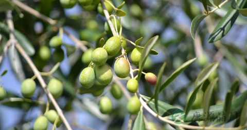 橄榄能泡水喝吗 橄榄能泡水喝吗