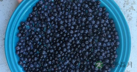 蓝莓干怎么做蓝莓酱