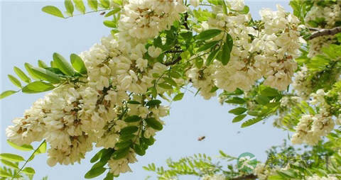 槐花的吃法_哪些人不能吃槐花