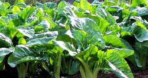 牛皮菜的营养价值_吃牛皮菜的好处 牛皮菜的营养价值_吃牛皮菜的好处