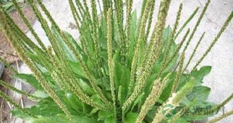 车前草的营养价值_吃车前草的好处