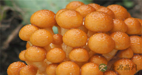 滑子菇的营养价值_吃滑子菇的好处