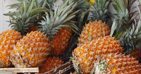 菠萝是什么季节的 菠萝是什么季节的