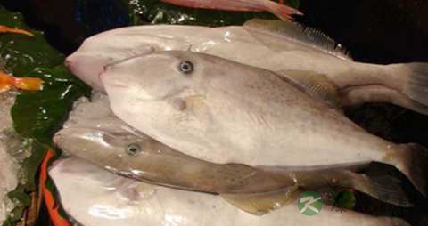 皮匠鱼的营养价值_吃皮匠鱼的好处 皮匠鱼的营养价值_吃皮匠鱼的好处