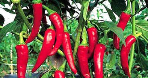 长辣椒的营养价值_吃长辣椒的好处
