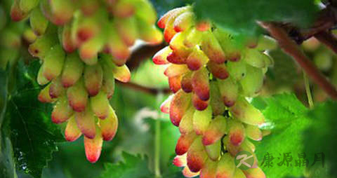 美人指的吃法_哪些人不能吃美人指 美人指的吃法_哪些人不能吃美人指