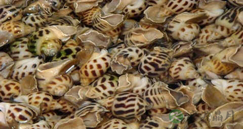 东风螺的营养价值_吃东风螺的好处