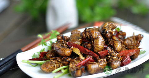 知了猴全身都可以吃吗 知了猴全身都可以吃吗