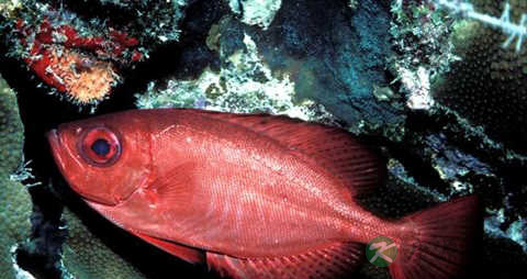 大目鱼的吃法_哪些人不能吃大目鱼