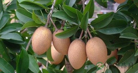 人心果的吃法_哪些人不能吃人心果