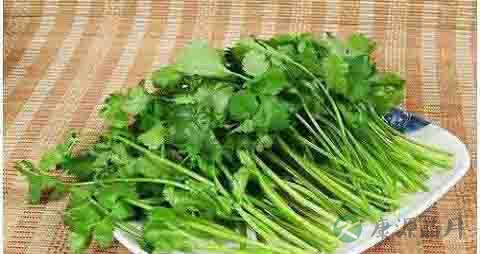 小叶香菜的吃法_哪些人不能吃小叶香菜