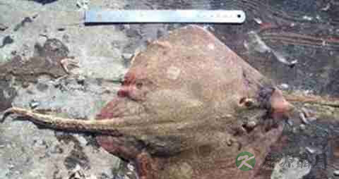 孔鳐的营养价值_吃孔鳐的好处