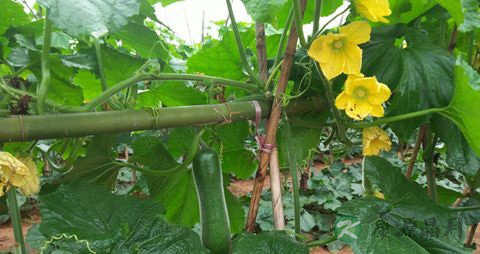 黑皮冬瓜的营养价值_吃黑皮冬瓜的好处