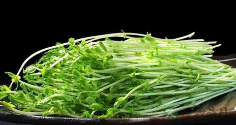 豌豆苗的营养价值_吃豌豆苗的好处