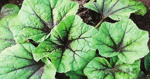 冬寒菜的营养价值_吃冬寒菜的好处