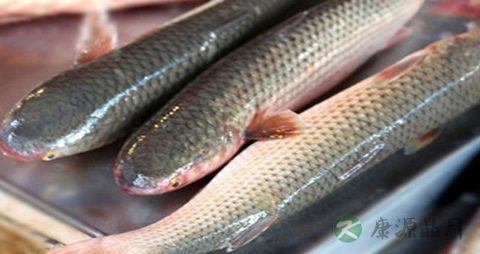 梭鱼的营养价值_吃梭鱼的好处 梭鱼的营养价值_吃梭鱼的好处