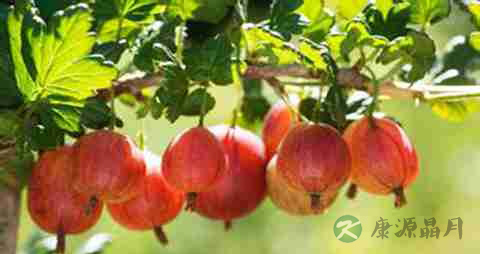 醋栗的营养价值_吃醋栗的好处