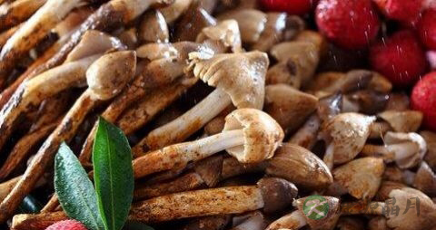 荔枝菌的吃法_哪些人不能吃荔枝菌