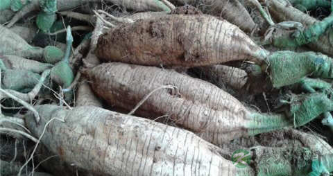 葛的吃法_哪些人不能吃葛