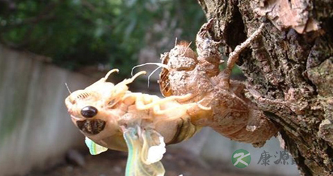 蝉蛹的营养价值_吃蝉蛹的好处