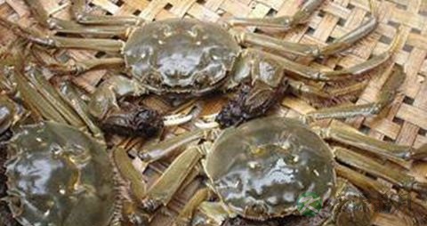 螃蟹怎么保鲜 螃蟹怎么保鲜