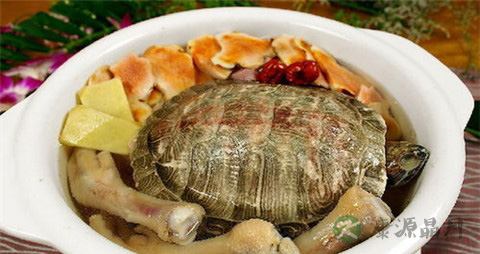 龟肉的吃法_哪些人不能吃龟肉