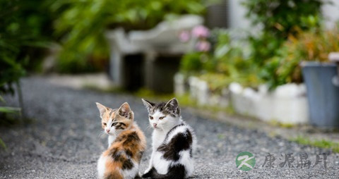 猫肉的吃法_哪些人不能吃猫肉