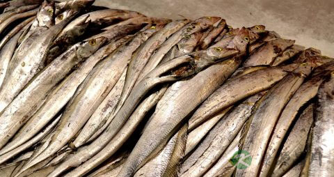 带鱼怎么做才不会散