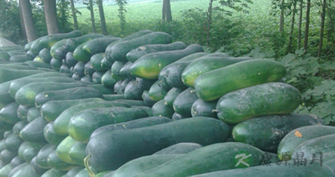 冬瓜皮水的作用 冬瓜皮水的作用