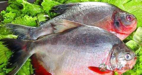 红鲳鱼的营养价值_吃红鲳鱼的好处 红鲳鱼的营养价值_吃红鲳鱼的好处