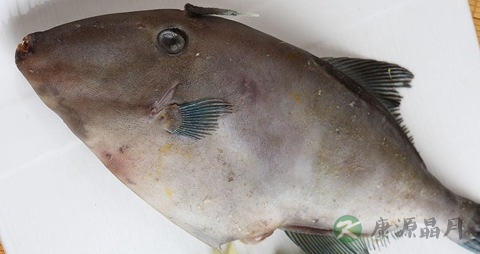 橡皮鱼的营养价值_吃橡皮鱼的好处