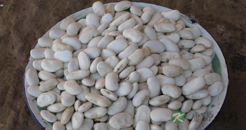 白芸豆的营养价值_吃白芸豆的好处