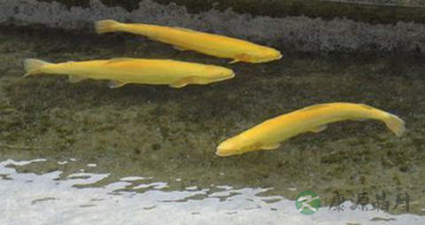 虹鳟鱼的营养价值_吃虹鳟鱼的好处