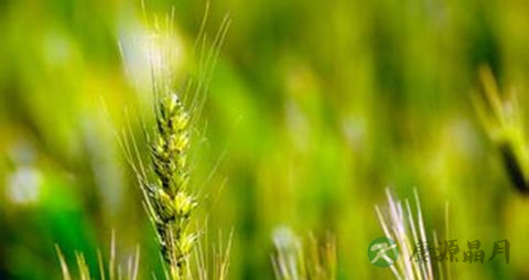 青稞的营养价值_吃青稞的好处