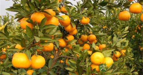 柑橘和橙子的区别