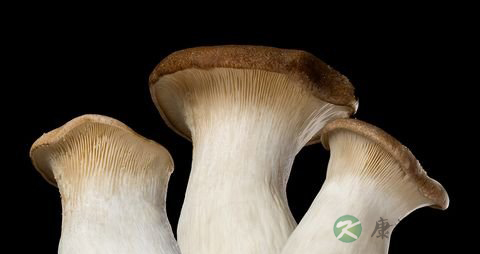 干杏鲍菇泡多久