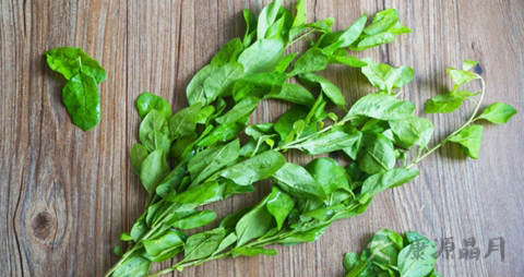 枸杞头的营养价值_吃枸杞头的好处