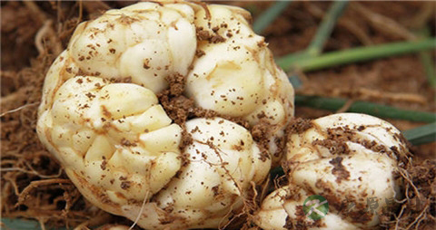 新鲜百合怎么做不苦