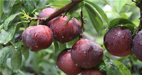 西梅和李子的区别