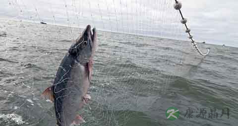 红鳟鱼的营养价值_吃红鳟鱼的好处 红鳟鱼的营养价值_吃红鳟鱼的好处