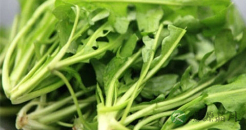 荠菜花的吃法_哪些人不能吃荠菜花