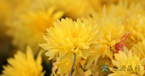 菊花蕾的营养价值_吃菊花蕾的好处