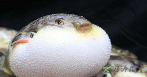 巴鱼的营养价值_吃巴鱼的好处 巴鱼的营养价值_吃巴鱼的好处