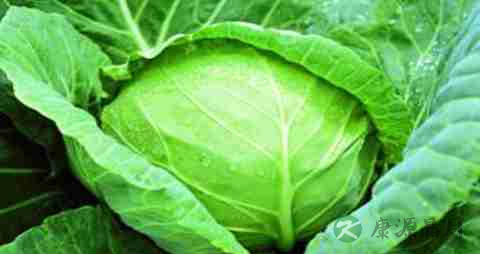 洋白菜的营养价值_吃洋白菜的好处