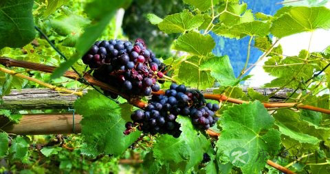 吃提子上火吗 吃提子上火吗