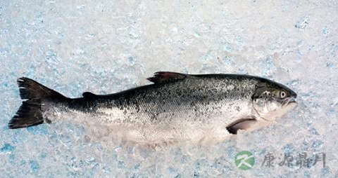 大麻哈鱼的营养价值_吃大麻哈鱼的好处