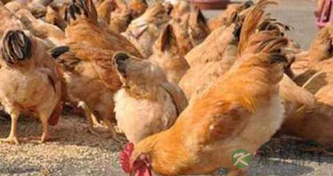 鸡胆的营养价值_吃鸡胆的好处