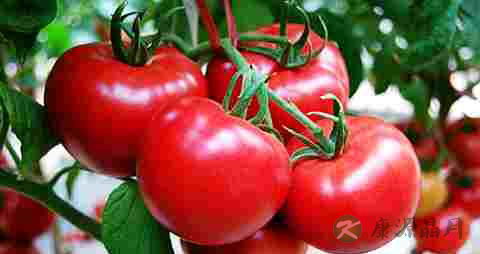 西红柿能减肥吗
